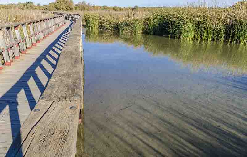 Ciudad Real - parque nacional de Las Tablas de Daimiel 03.jpg